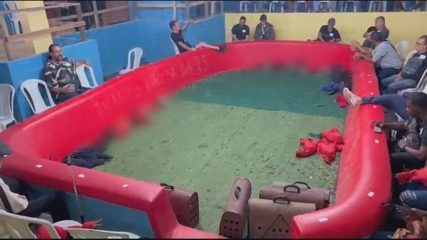 Operação da DPMA encerra rinha de galos em Araruama e prende 88 pessoas; entre os detidos, foragido acusado de tentativa de homicídio em Búzios